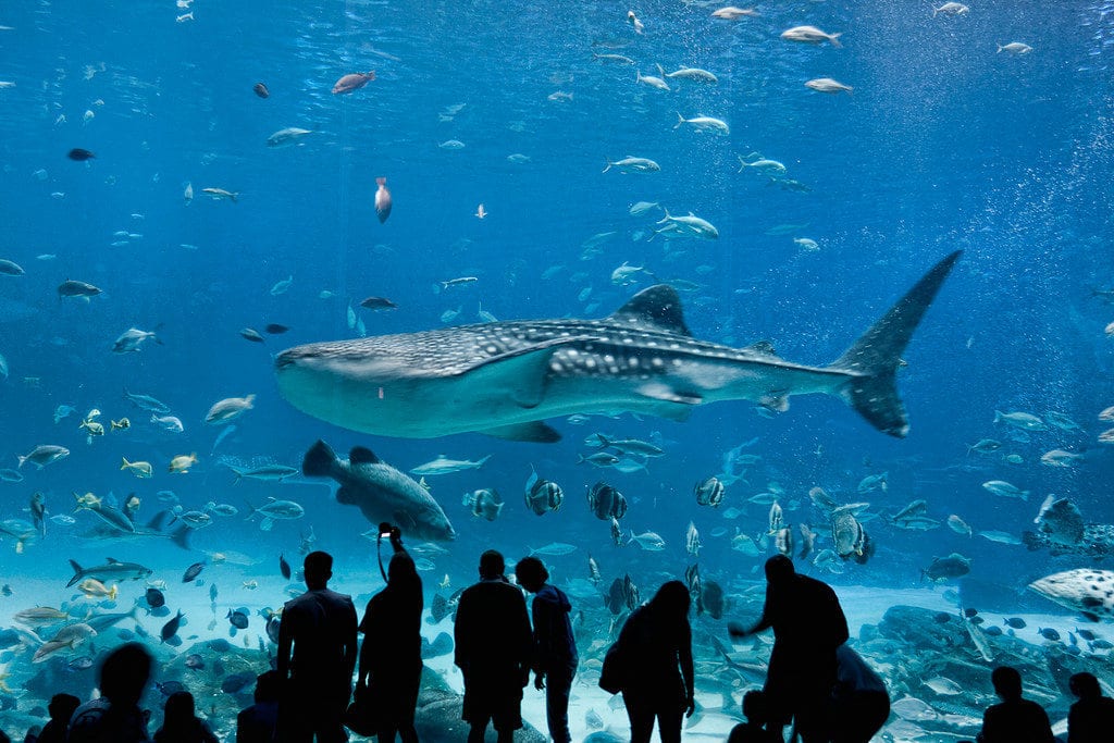 dallas-world-aquarium-4 image