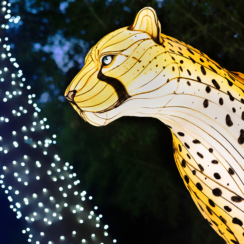 image for Dallas Zoo Lights card