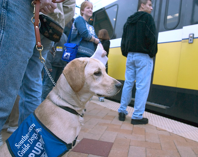 image for Service Animals card